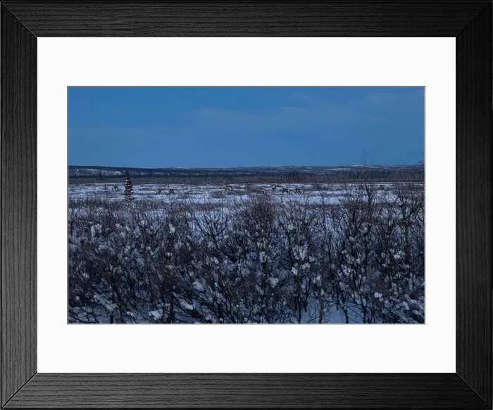 Framed Print : Herd of caribou eating in field with light snow on a winter evening after sunset near Delta Junction Framed Print : Herd of caribou eating in field with light snow on a winter evening after sunset near Delta Junction