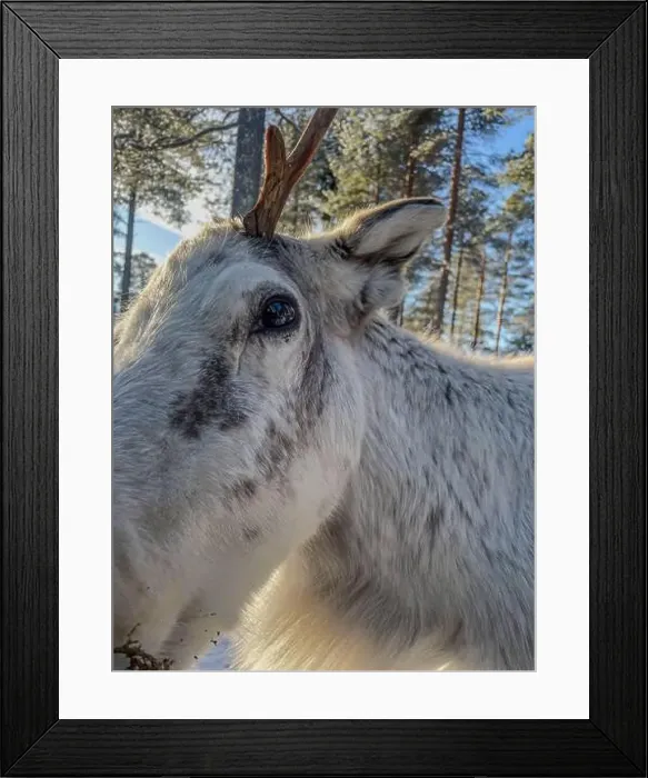 Framed Print : A reindeer in Finnish Lapland in Levi