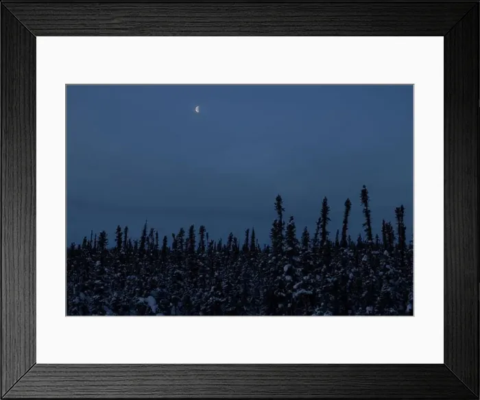 Framed Print : Moon over trees on a foggy winter morning on the Alaskan Highway near Delta Junction, Alaska Framed Print : Moon over trees on a foggy winter morning on the Alaskan Highway near Delta Junction, Alaska