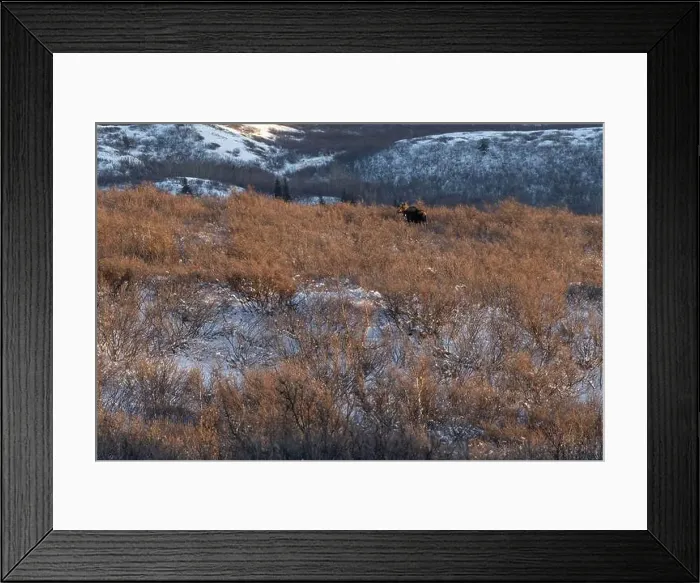 Framed Print : Sun shining on head of moose standing in vegetataion on a winter afternoon in interior Alaska Framed Print : Sun shining on head of moose standing in vegetataion on a winter afternoon in interior Alaska
