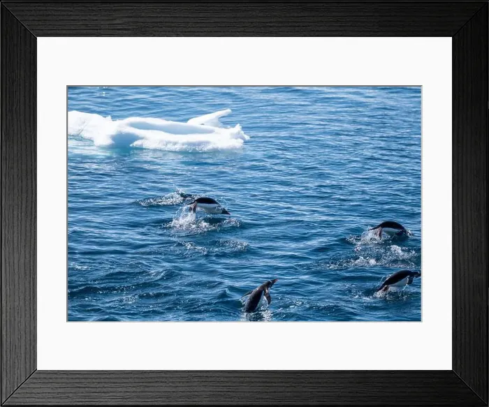 Framed Print : Gentoo penguins (Pygoscelis papua) are hunting in the Southern O Framed Print : Gentoo penguins (Pygoscelis papua) are hunting in the Southern O