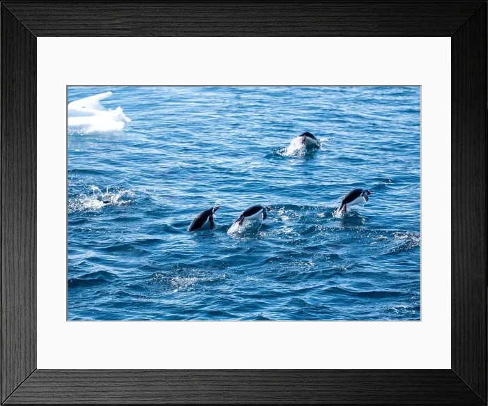 Framed Print : Gentoo penguins (Pygoscelis papua) are hunting in the Southern O Framed Print : Gentoo penguins (Pygoscelis papua) are hunting in the Southern O