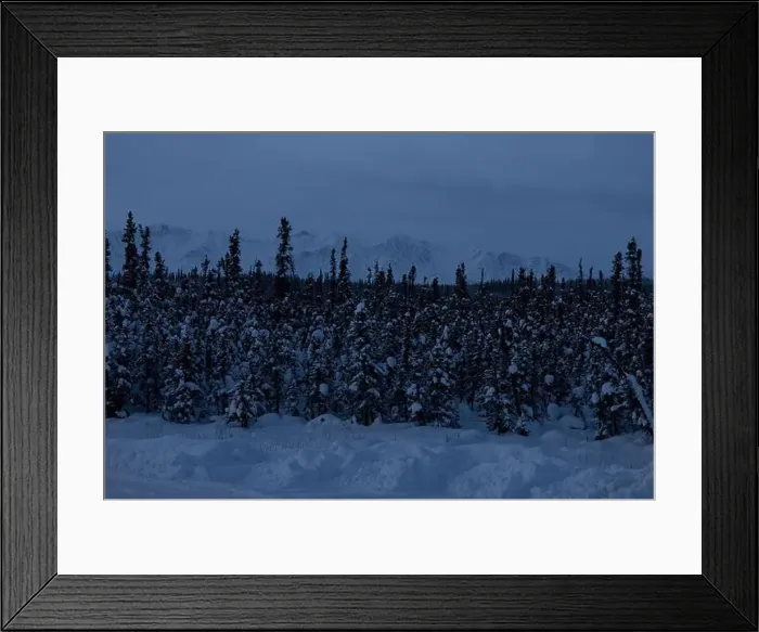 Framed Print : Snow on trees with snowy mountains in the background on a dark winter morning in interior Alaska near Delta Junction Framed Print : Snow on trees with snowy mountains in the background on a dark winter morning in interior Alaska near Delta Junction