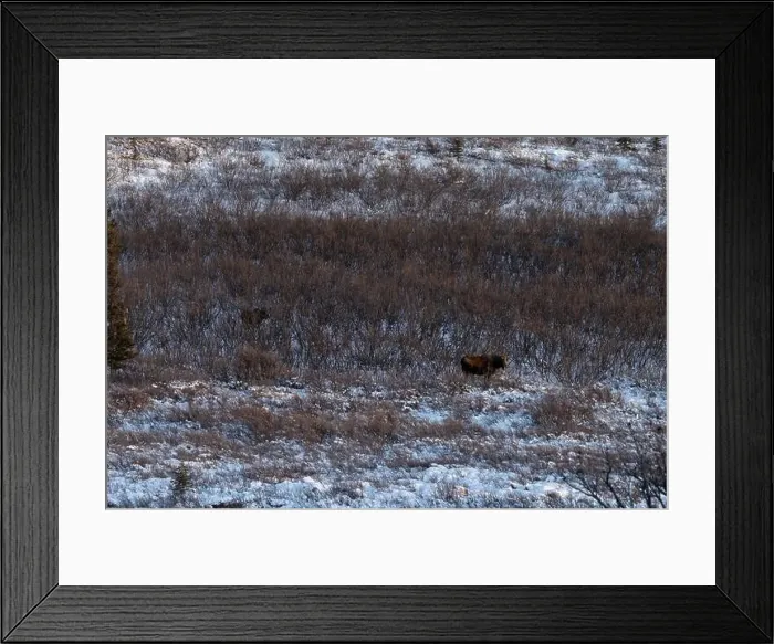 Framed Print : Moose standing in snow with another moose hiding in the background on a winter afternoon near Delta Junction, Alaska Framed Print : Moose standing in snow with another moose hiding in the background on a winter afternoon near Delta Junction, Alaska
