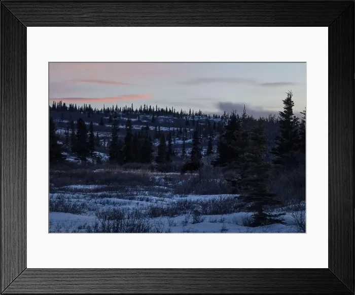 Framed Print : Moose eating in field with light snow on a winter evening with a colorful orange sky near Donnelly Dome in interior Framed Print : Moose eating in field with light snow on a winter evening with a colorful orange sky near Donnelly Dome in interior