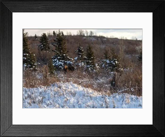 Framed Print : Sun shining on head of moose standing in front of a snowy tree on a winter afternoon near Delta Junction, Alaska Framed Print : Sun shining on head of moose standing in front of a snowy tree on a winter afternoon near Delta Junction, Alaska