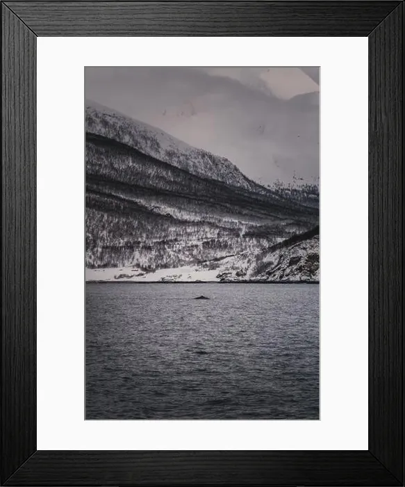Framed Print : Sperm whale by the snowy Lyngen Alps coast in northern Norway in winter Framed Print : Sperm whale by the snowy Lyngen Alps coast in northern Norway in winter