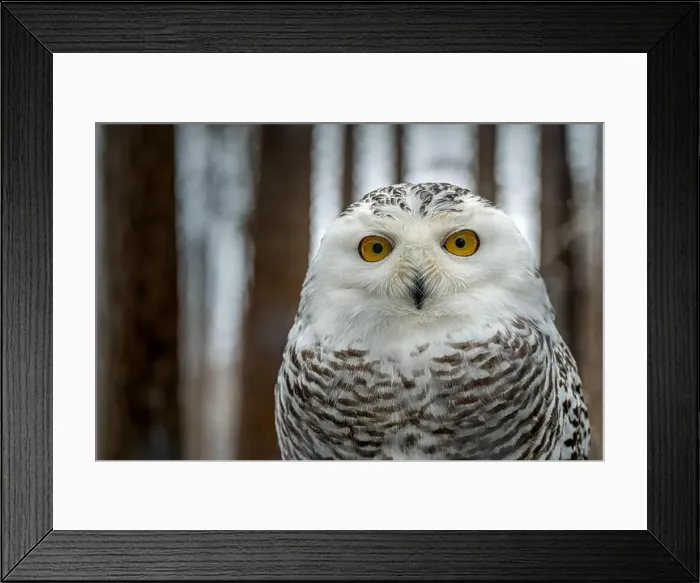 Framed Print : The snowy owl, Bubo scandiacus Framed Print : The snowy owl, Bubo scandiacus