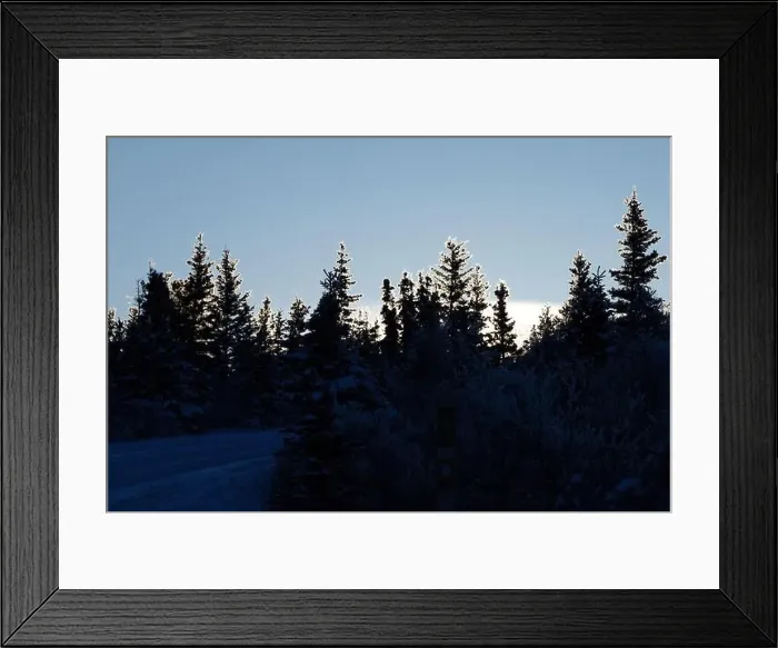 Framed Print : Sun lighting top of trees near Donnelly Dome on a winter afternoon near Delta Junction, Alaska Framed Print : Sun lighting top of trees near Donnelly Dome on a winter afternoon near Delta Junction, Alaska