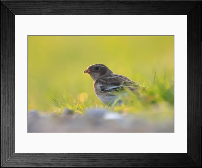 Framed Print : Closeup of a snow bunting, Plectrophenax nivalis, female bird foraging in grass Framed Print : Closeup of a snow bunting, Plectrophenax nivalis, female bird foraging in grass