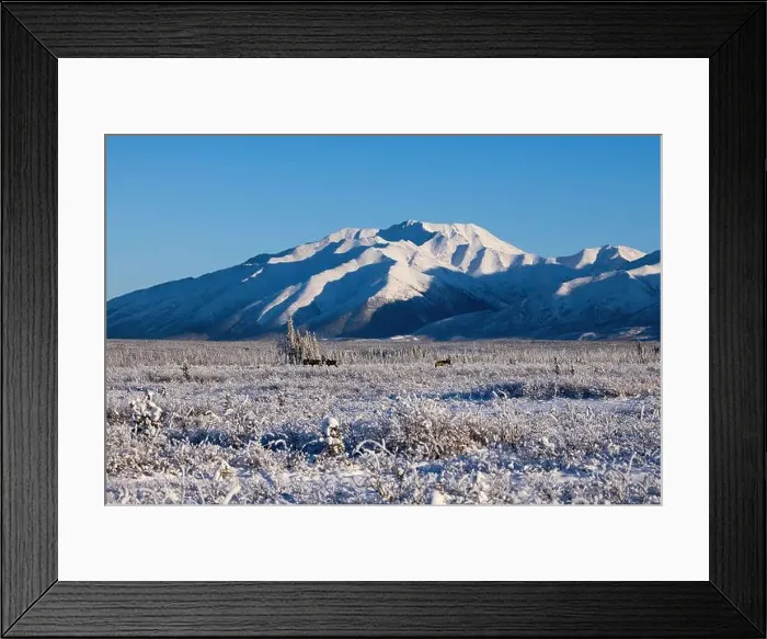 Framed Print : Sun shining on caribou standing in icy field in front of mountain on a winter day near Delta Junction, Alaska Framed Print : Sun shining on caribou standing in icy field in front of mountain on a winter day near Delta Junction, Alaska
