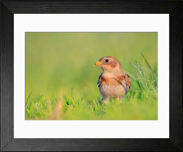 Framed Print : Closeup of a snow bunting, Plectrophenax nivalis, female bird foraging in grass Framed Print : Closeup of a snow bunting, Plectrophenax nivalis, female bird foraging in grass