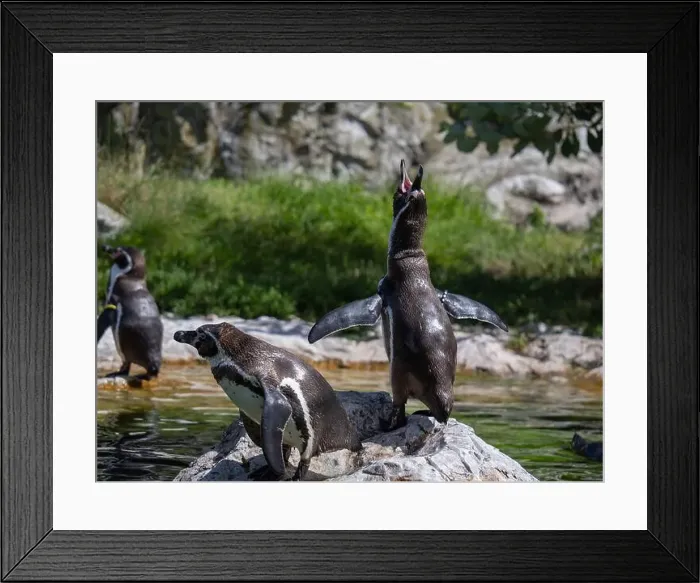 Framed Print : Group of Penguins stand on a Rock Together Near a Pond Framed Print : Group of Penguins stand on a Rock Together Near a Pond