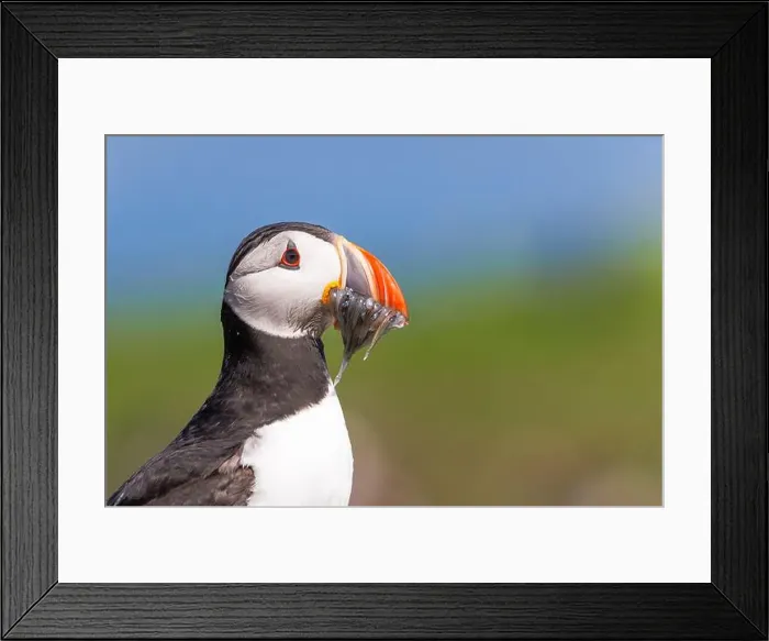 Framed Print : Puffin with Sand Eels in its mouth on the Farne Islands Framed Print : Puffin with Sand Eels in its mouth on the Farne Islands