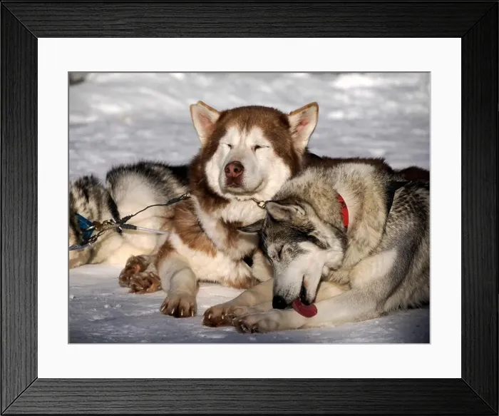 Framed Print : sled dog husky on the snow close up Framed Print : sled dog husky on the snow close up