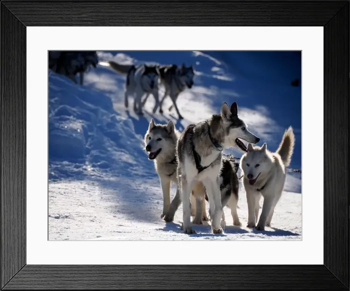 Framed Print : sled dog husky on the snow close up while pulling the sled Framed Print : sled dog husky on the snow close up while pulling the sled