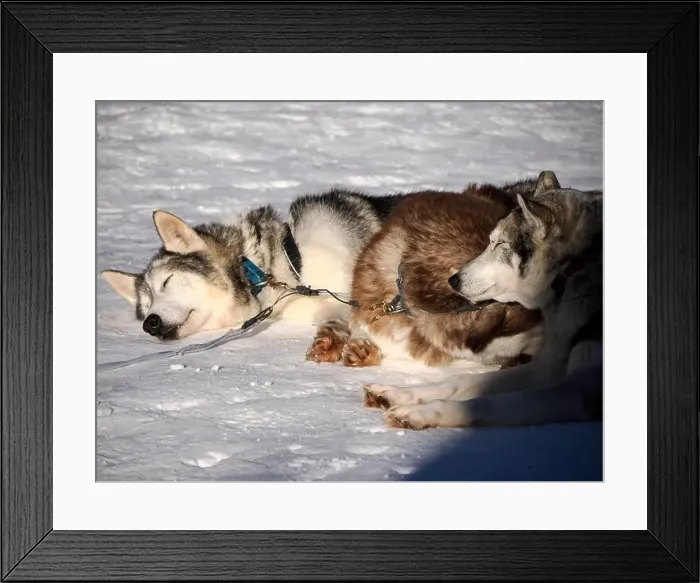 Framed Print : sled dog husky on the snow close up Framed Print : sled dog husky on the snow close up