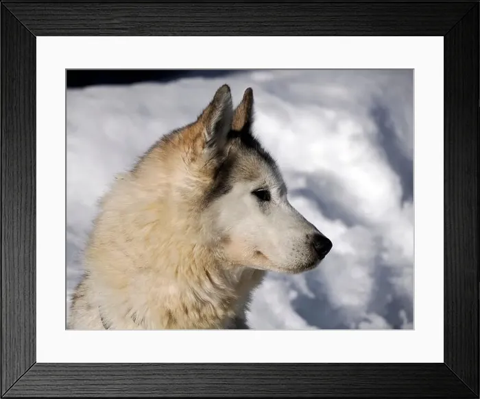 Framed Print : sled dog husky on the snow close up Framed Print : sled dog husky on the snow close up