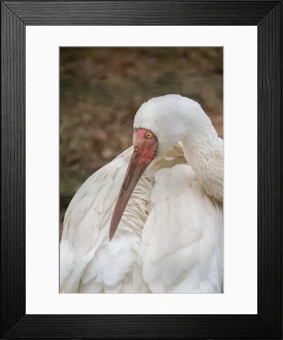 Framed Print : Siberian crane (Grus leucogeranus) criticaly endangered bird of the world Framed Print : Siberian crane (Grus leucogeranus) criticaly endangered bird of the world