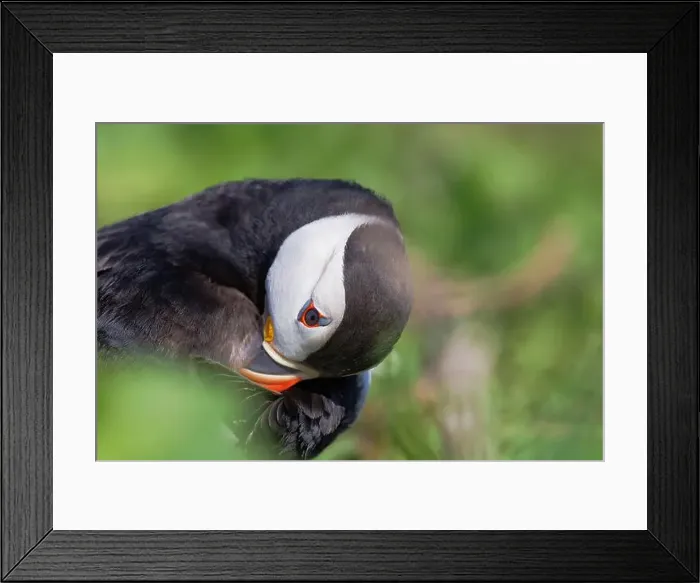 Framed Print : Close up portrait of a puffin on the farne islands Framed Print : Close up portrait of a puffin on the farne islands
