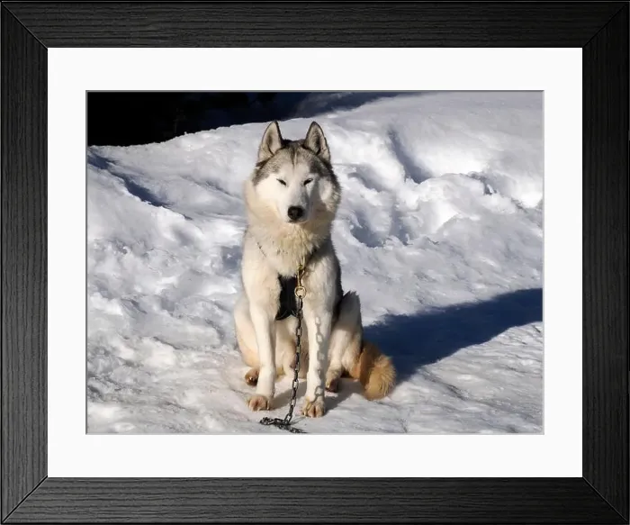 Framed Print : sled dog husky on the snow close up looking at you Framed Print : sled dog husky on the snow close up looking at you