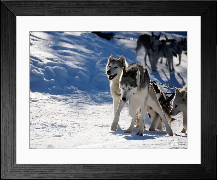 Framed Print : sled dog husky on the snow close up while pulling the sled Framed Print : sled dog husky on the snow close up while pulling the sled
