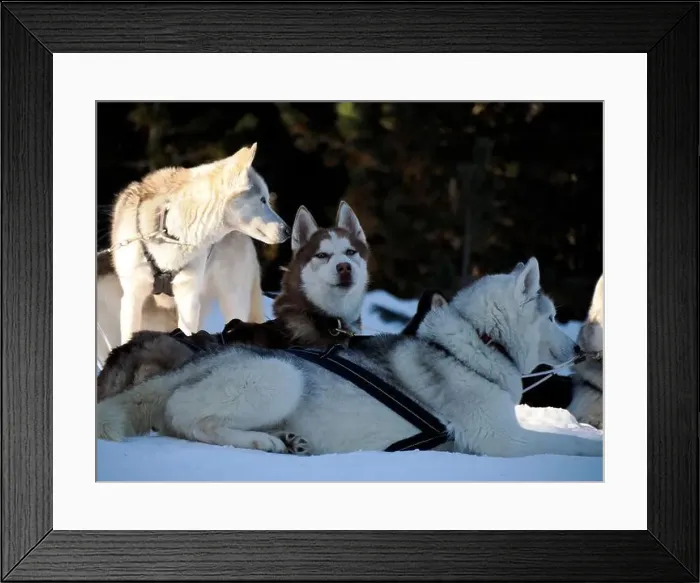 Framed Print : sled dog husky on the snow close up Framed Print : sled dog husky on the snow close up