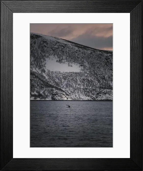 Framed Print : Whale tail sinking into the arctic ocean at sunset in northern Norway Framed Print : Whale tail sinking into the arctic ocean at sunset in northern Norway