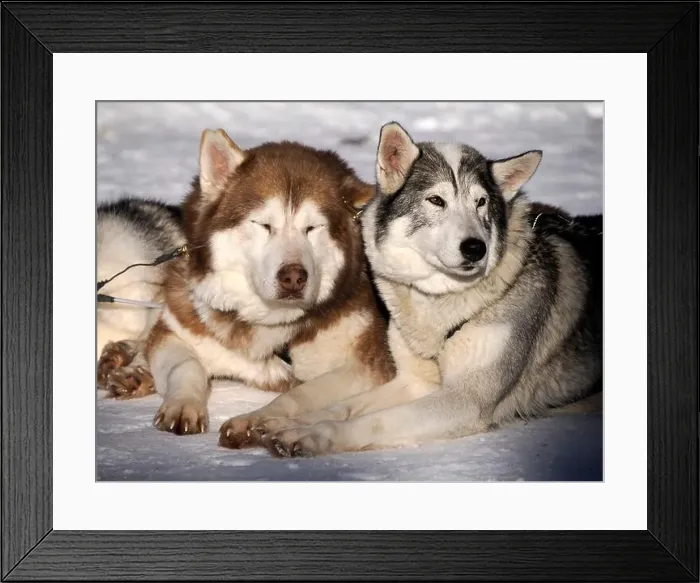 Framed Print : sled dog husky on the snow close up Framed Print : sled dog husky on the snow close up