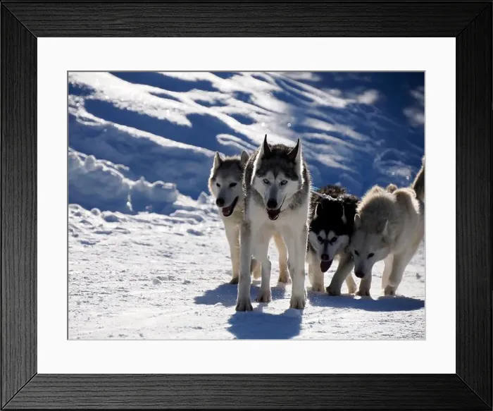 Framed Print : sled dog husky on the snow close up while pulling the sled Framed Print : sled dog husky on the snow close up while pulling the sled