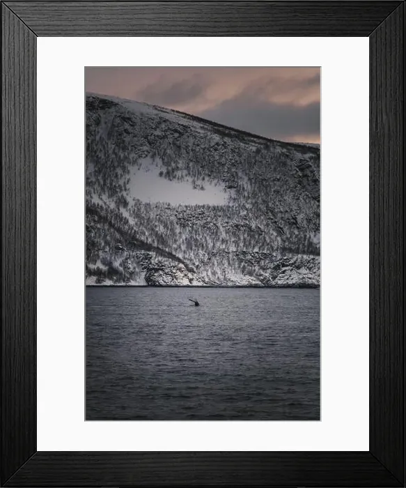 Framed Print : Whale tail sinking into the arctic ocean at sunset in northern Norway in winter Framed Print : Whale tail sinking into the arctic ocean at sunset in northern Norway in winter