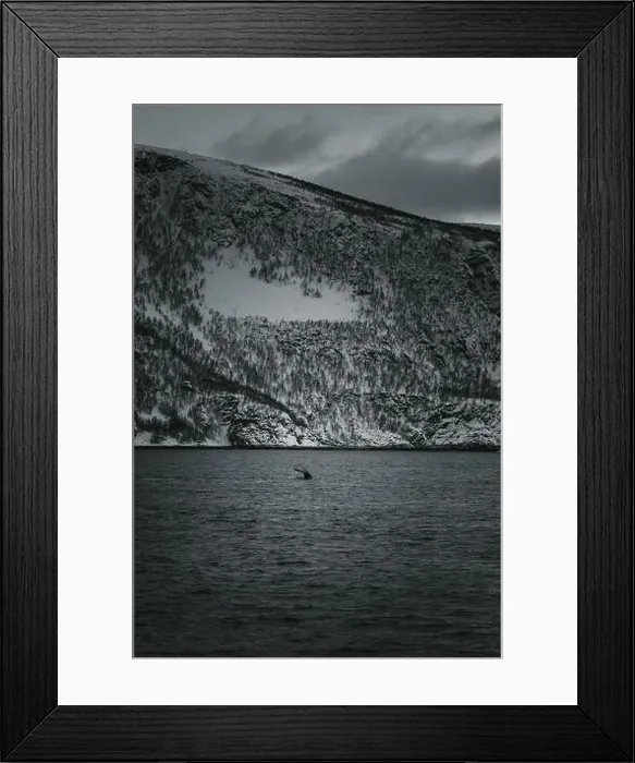 Framed Print : Whale tail sinking into the arctic ocean in northern Norway, black and white Framed Print : Whale tail sinking into the arctic ocean in northern Norway, black and white