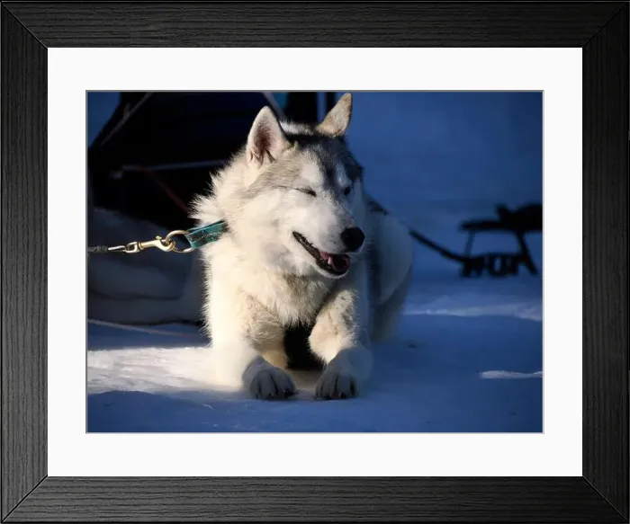 Framed Print : sled dog husky on the snow close up Framed Print : sled dog husky on the snow close up
