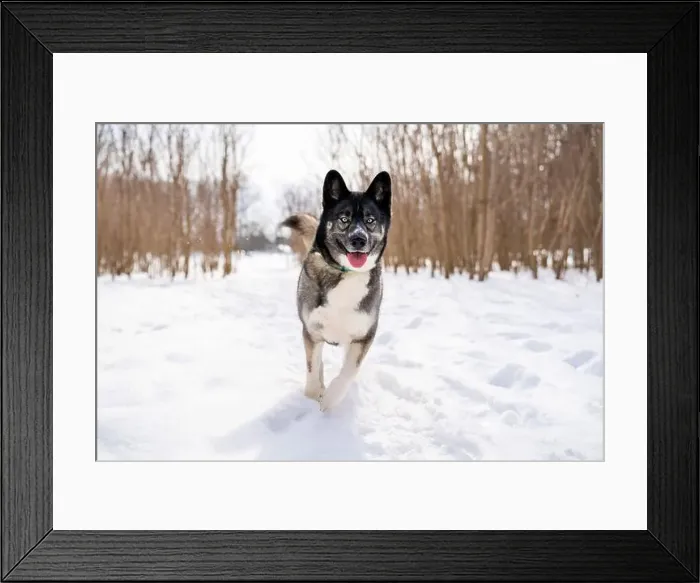 Framed Print : Husky dog in the snow. Siberian husky with blue eyes in winter park Framed Print : Husky dog in the snow. Siberian husky with blue eyes in winter park