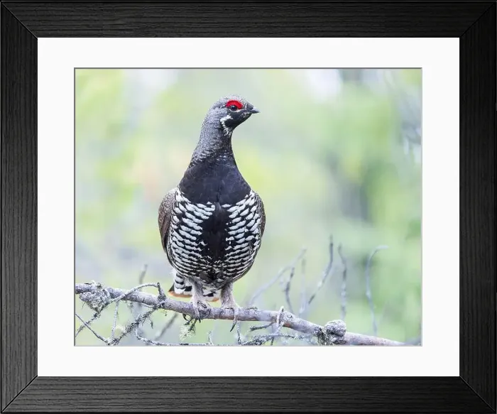 Framed Print : A Spruce Grouse finds a nice perch in northern Saskatchewan Framed Print : A Spruce Grouse finds a nice perch in northern Saskatchewan
