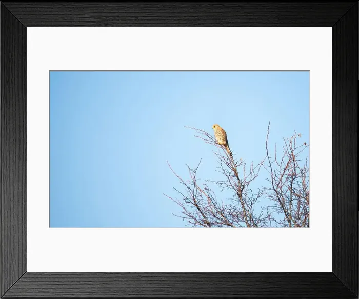 Framed Print : Common kestrel sitting on a tree, Falco tinnunculus wildlife, raptor bird of prey, habitat, blue sky Framed Print : Common kestrel sitting on a tree, Falco tinnunculus wildlife, raptor bird of prey, habitat, blue sky