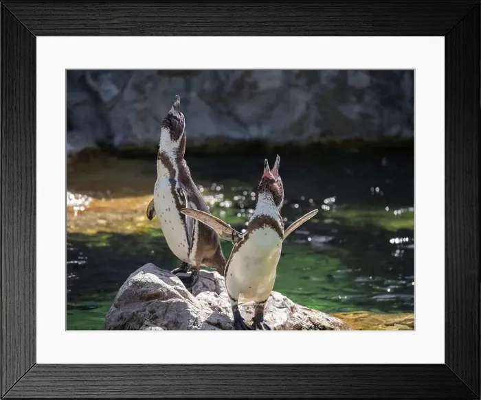 Framed Print : Two Penguins stand on a Rock Together Near a Pond Framed Print : Two Penguins stand on a Rock Together Near a Pond