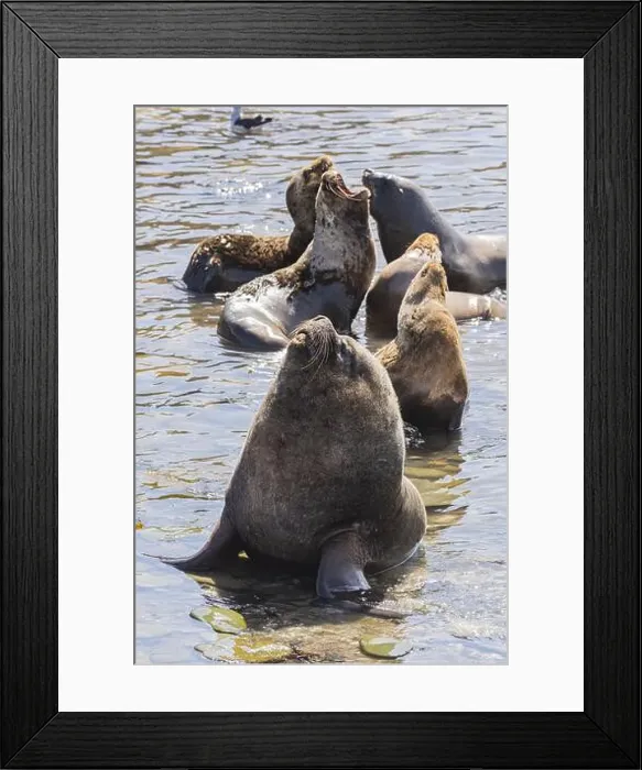 Framed Print : Male maned seal (Otaria flavescens) with harem on a beach Framed Print : Male maned seal (Otaria flavescens) with harem on a beach