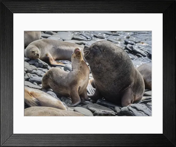 Framed Print : Maned seals (Otaria flavescens) showing readiness to mate Framed Print : Maned seals (Otaria flavescens) showing readiness to mate