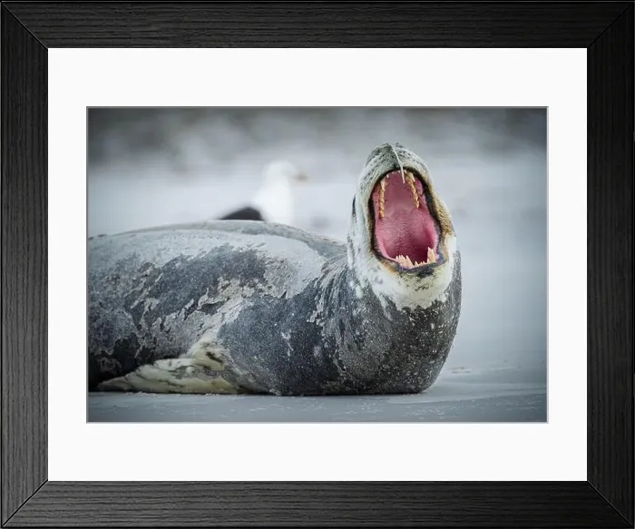 Framed Print : Leopard seal (Hydrurga leptonyx) yawning Framed Print : Leopard seal (Hydrurga leptonyx) yawning