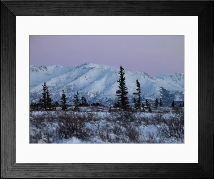 Framed Print : Several moose walking in a snowy field in front of a mountain on a winter afternoon with a pink sky near Delta Junction Framed Print : Several moose walking in a snowy field in front of a mountain on a winter afternoon with a pink sky near Delta Junction