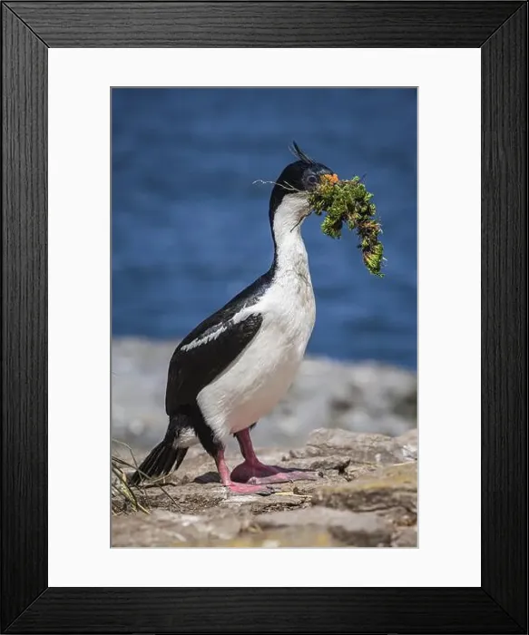 Framed Print : Blue-eyed Cormorant (Phalacrocorax atriceps) with nesting material Framed Print : Blue-eyed Cormorant (Phalacrocorax atriceps) with nesting material