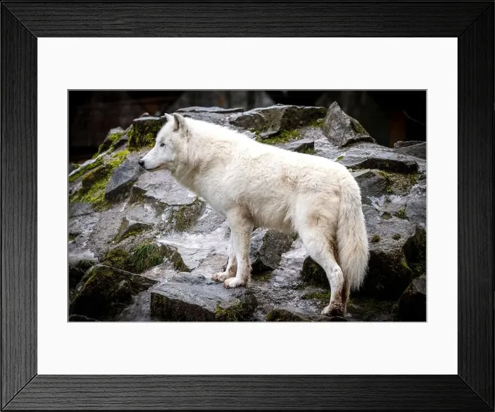 Framed Print : A majestic Arctic wolf, distinguished by its all-white fur Framed Print : A majestic Arctic wolf, distinguished by its all-white fur