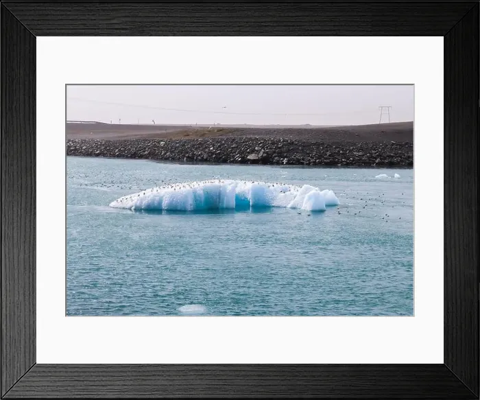 Framed Print : Flock of birds perching on iceberg floating in jokulsarlon glacier lagoon, iceland Framed Print : Flock of birds perching on iceberg floating in jokulsarlon glacier lagoon, iceland