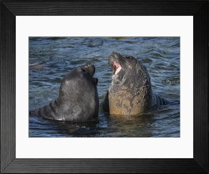Framed Print : Young male Southern elephant seals (Mirounga leonina) playfully fighting in shallow water Framed Print : Young male Southern elephant seals (Mirounga leonina) playfully fighting in shallow water