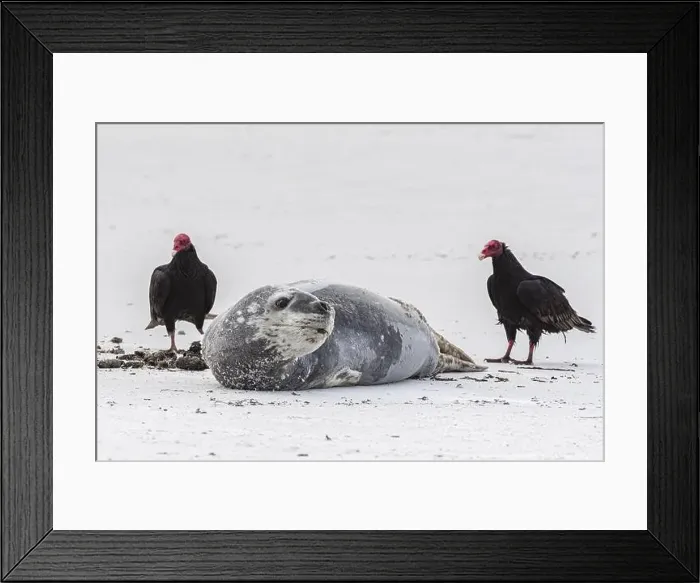 Framed Print : Leopard seal (Hydrurga leptonyx) resting on a beach with turkey vultures (Cathartes aura) Framed Print : Leopard seal (Hydrurga leptonyx) resting on a beach with turkey vultures (Cathartes aura)