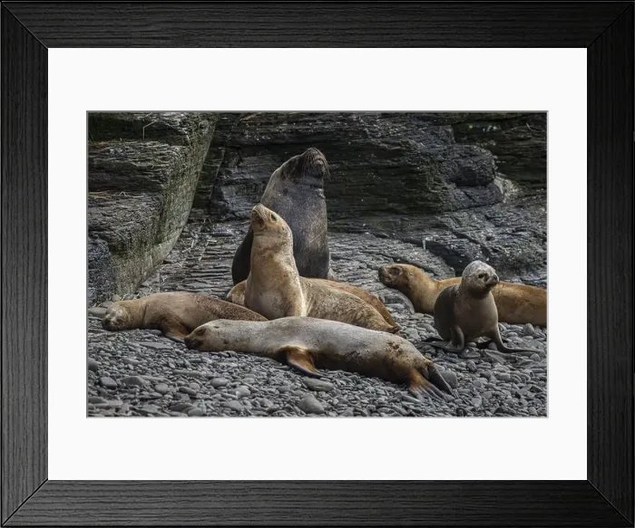 Framed Print : Male maned seal (Otaria flavescens) with harem on a beach Framed Print : Male maned seal (Otaria flavescens) with harem on a beach