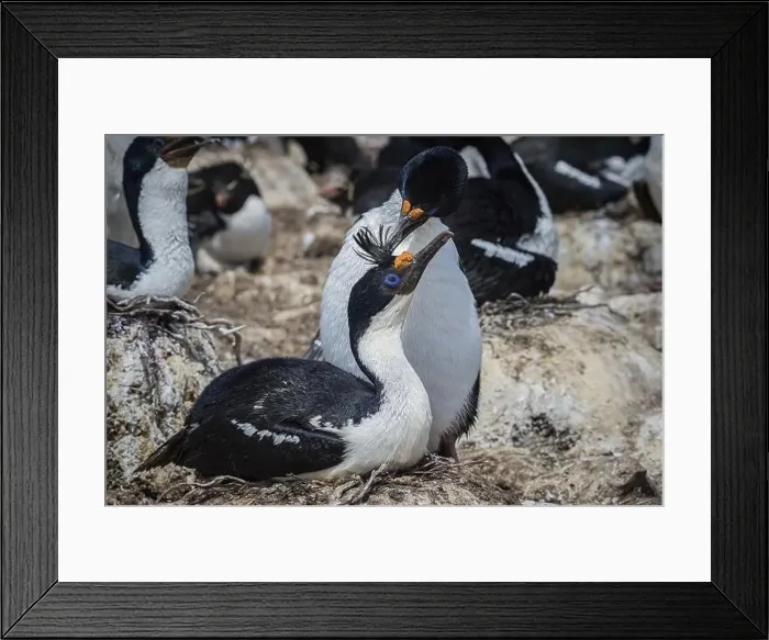 Framed Print : Blue-eyed Cormorant (Phalacrocorax atriceps)