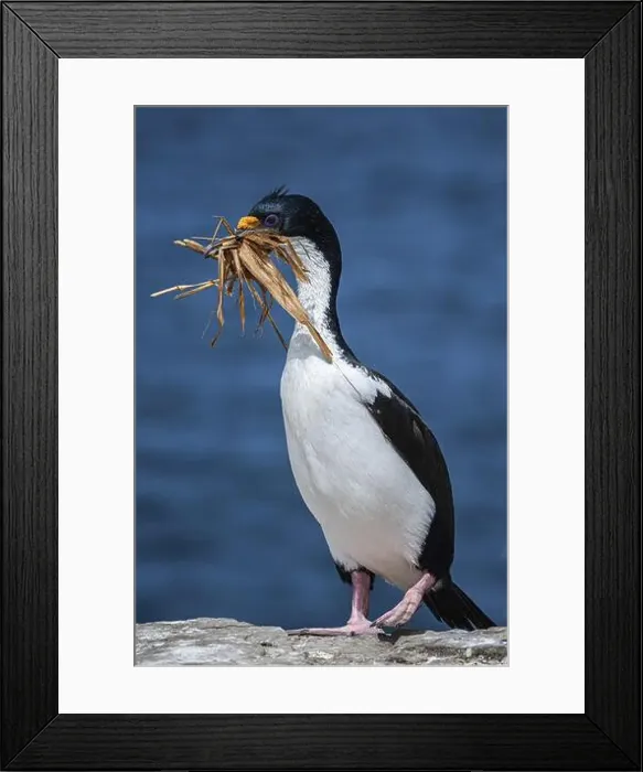 Framed Print : Blue-eyed Cormorant (Phalacrocorax atriceps) with nesting material Framed Print : Blue-eyed Cormorant (Phalacrocorax atriceps) with nesting material