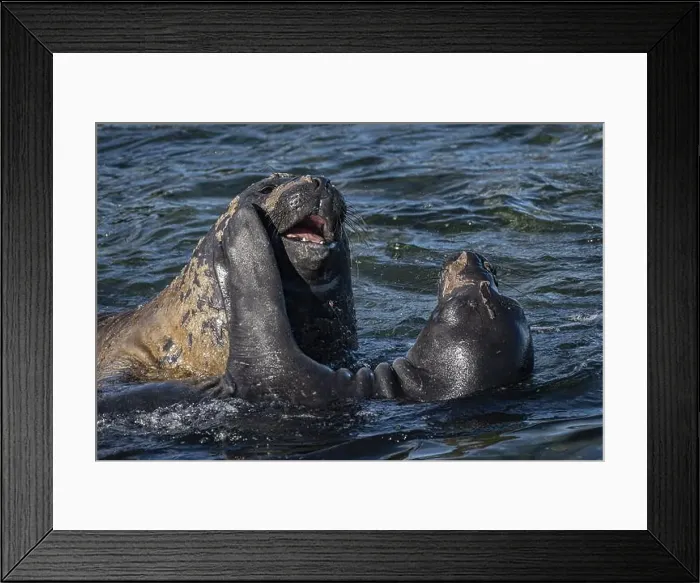 Framed Print : Young male Southern elephant seals (Mirounga leonina) playfully fighting in shallow water Framed Print : Young male Southern elephant seals (Mirounga leonina) playfully fighting in shallow water